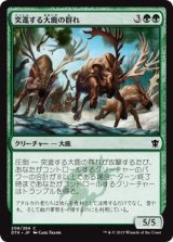 画像: 【日本語版】突進する大鹿の群れ/Stampeding Elk Herd