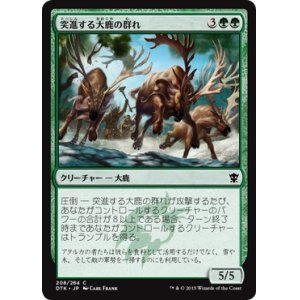 画像: 【日本語版】突進する大鹿の群れ/Stampeding Elk Herd