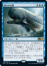 画像: 【日本語版】追われる鯨/Pursued Whale