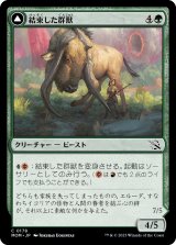 画像: 【日本語版】結束した群獣/板金鎧の窯獣/Bonded Herdbeast/Plated Kilnbeast