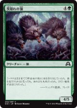 画像: 【日本語版】茨隠れの狼/Thornhide Wolves